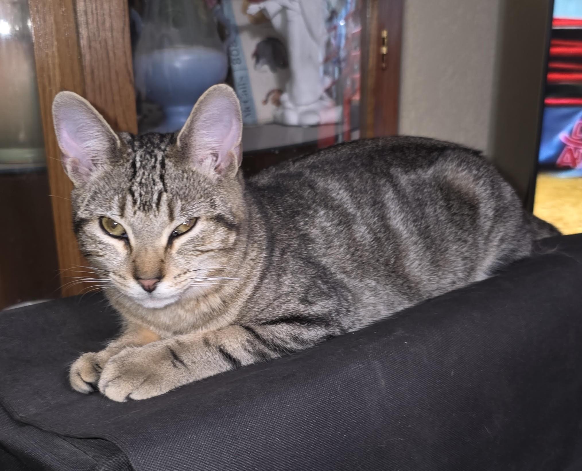 Enlarge Possum (with Ziggy), a ADOPTABLE Domestic Short Hair in Silverton, OR image 3/4