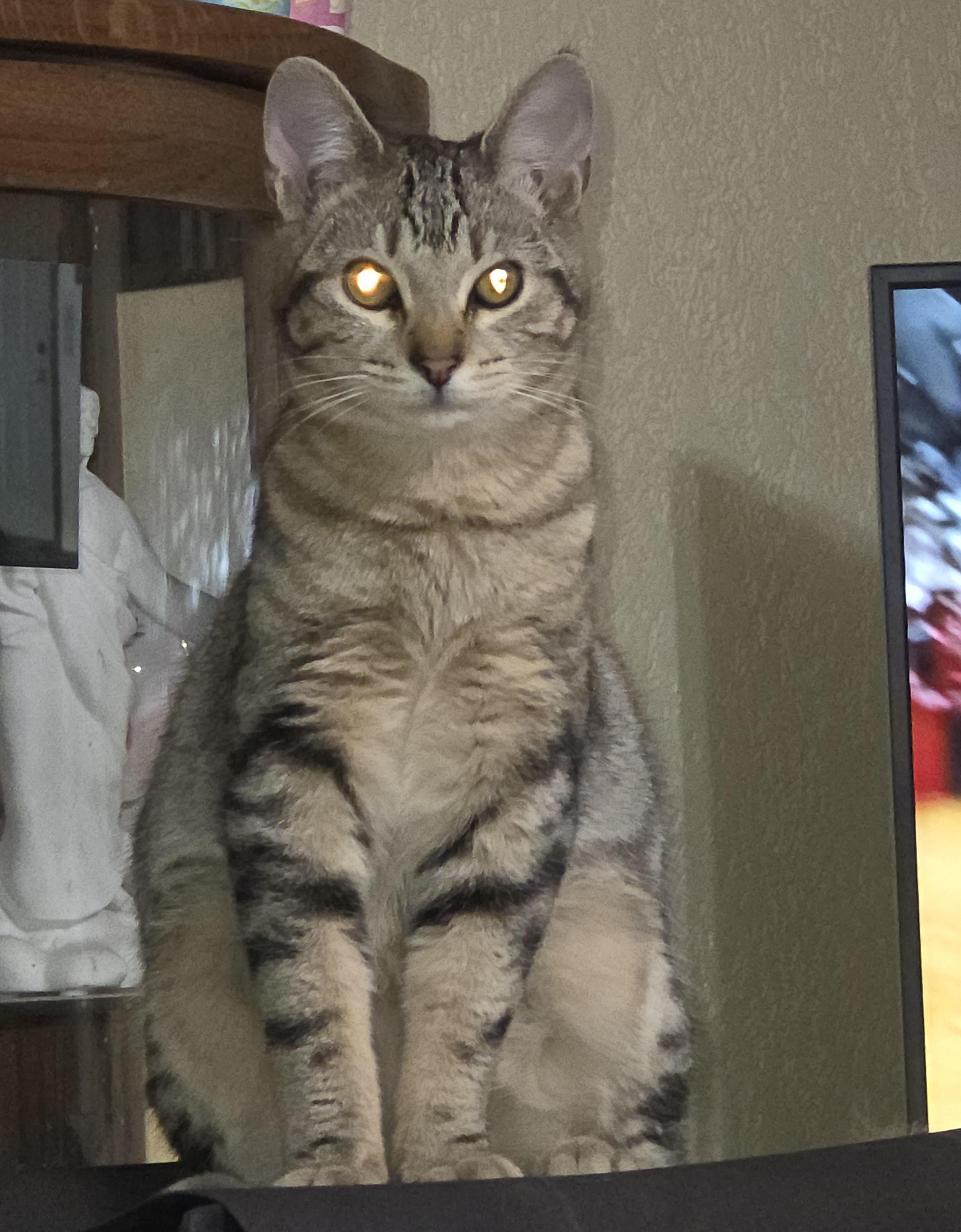 Possum (with Ziggy), ADOPTABLE, Kitten Male Domestic Short Hair.