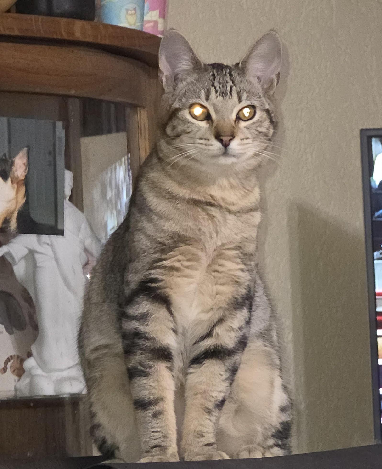Enlarge Possum (with Ziggy), a ADOPTABLE Domestic Short Hair in Silverton, OR image 4/4