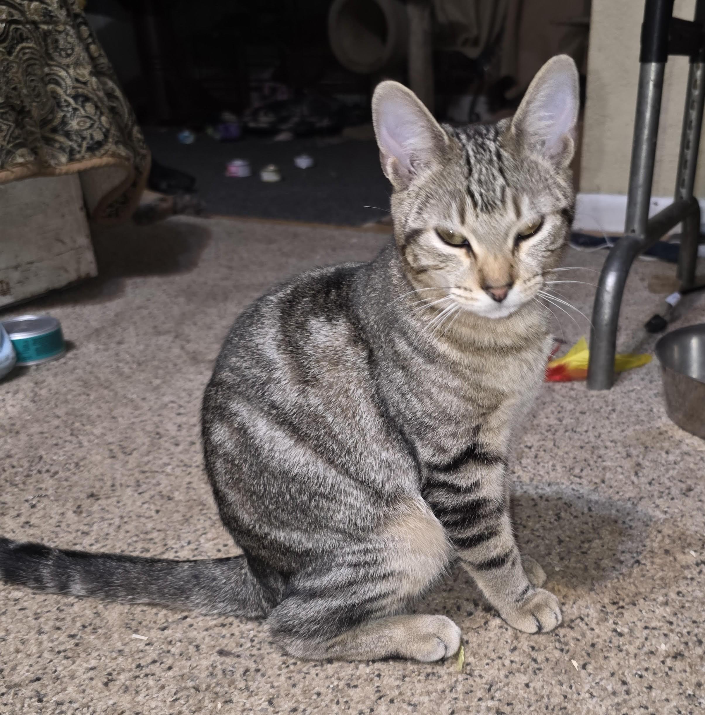 Enlarge Possum (with Ziggy), a ADOPTABLE Domestic Short Hair in Silverton, OR image 2/4