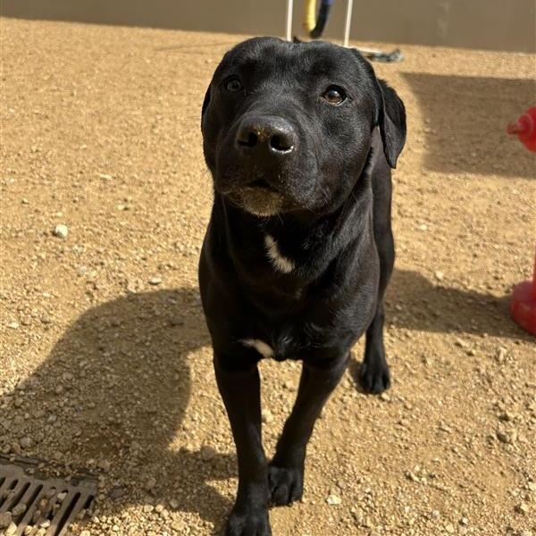 Tinto, Adoptable, Adult Male Mixed Breed.