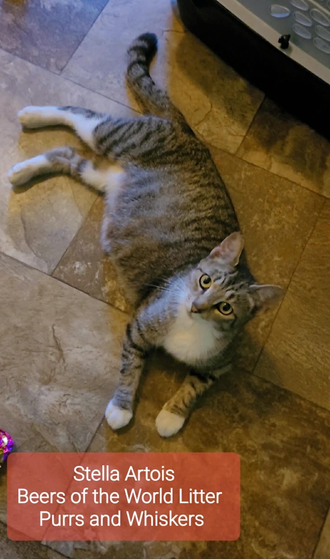 Stella Artois, adoptable, Young Female Domestic Short Hair.