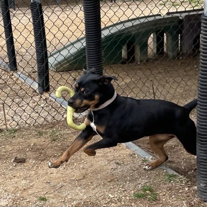 Enlarge Ella, a Adoptable mixed breed in Bessemer, AL image 1/6