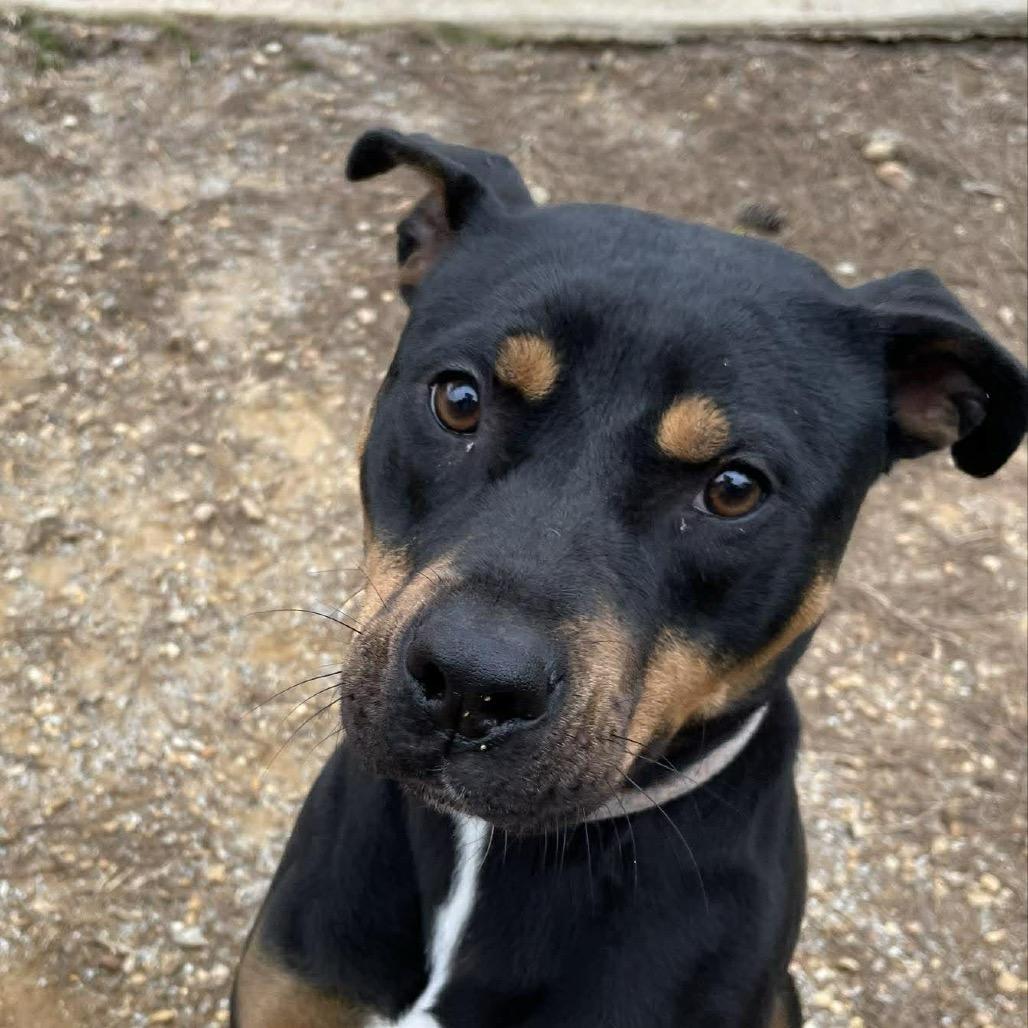 Enlarge Ella, a Adoptable mixed breed in Bessemer, AL image 2/6