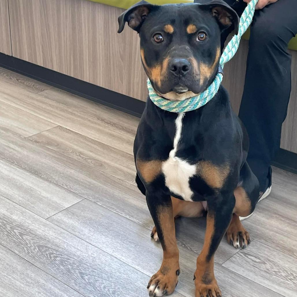 Enlarge Ella, a Adoptable mixed breed in Bessemer, AL image 3/6