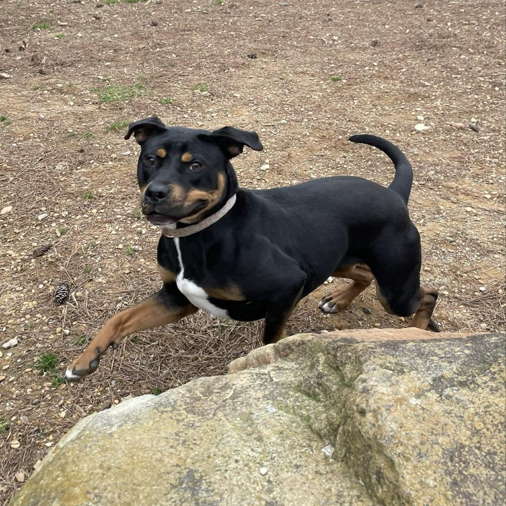 Enlarge Ella, a Adoptable mixed breed in Bessemer, AL image 4/6