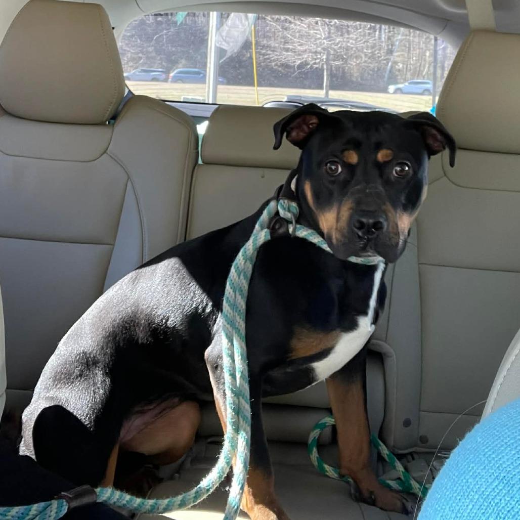 Enlarge Ella, a Adoptable mixed breed in Bessemer, AL image 5/6