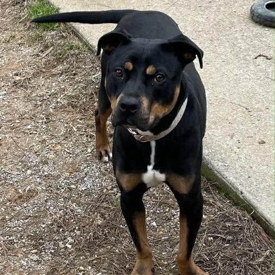 Enlarge Ella, a Adoptable mixed breed in Bessemer, AL image 6/6