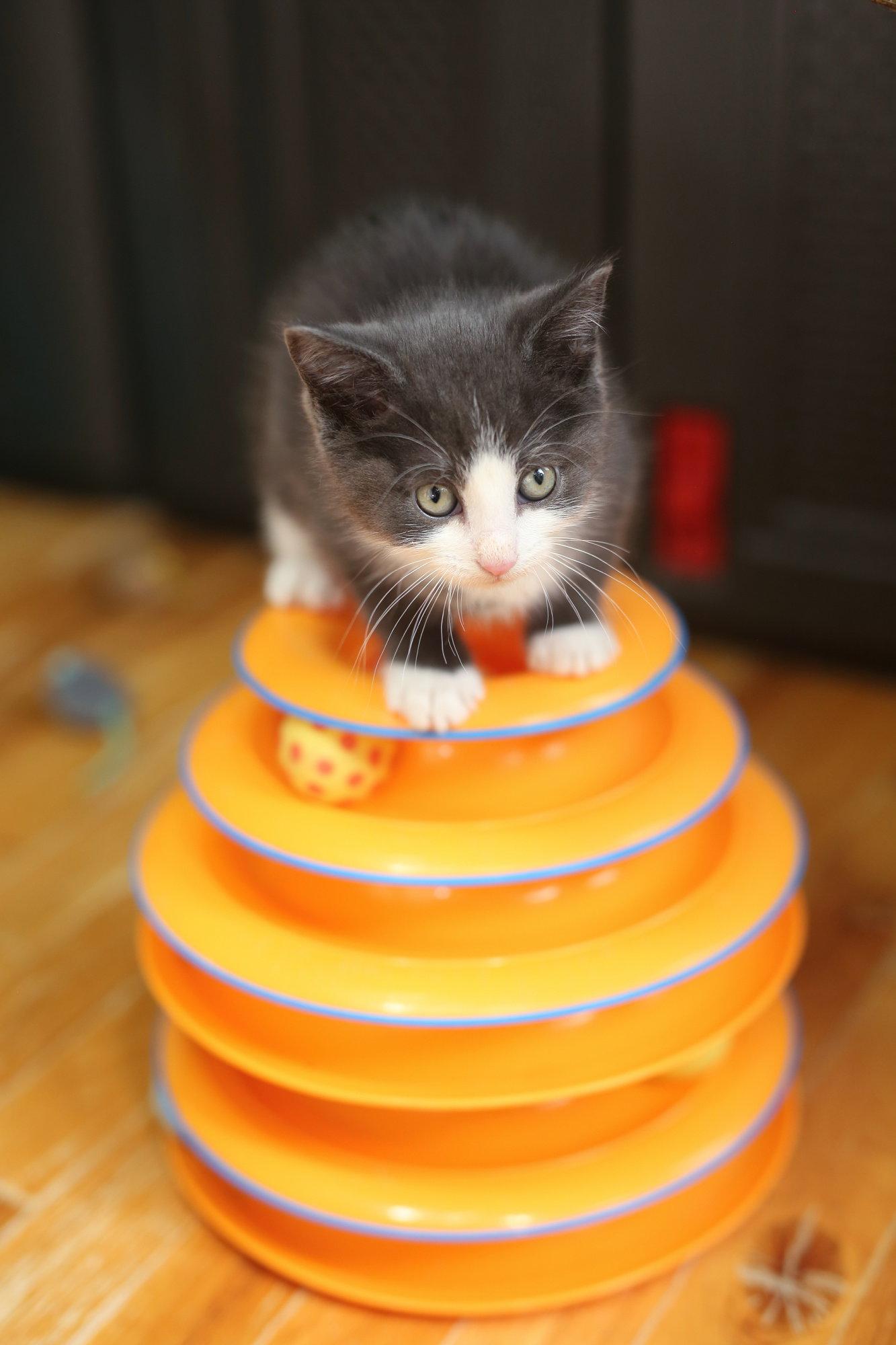 Zemfira, a Adopted Domestic Short Hair in New Prague, MN image 1/2