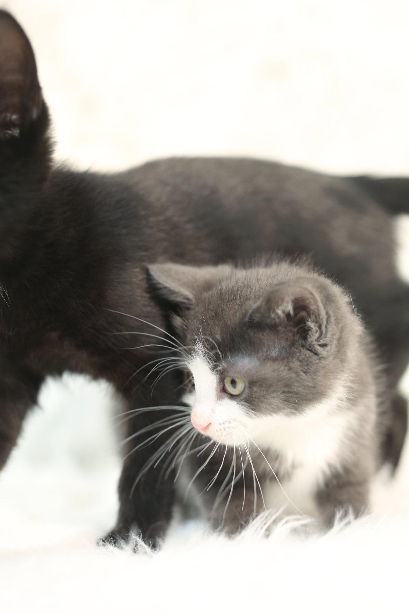 Zemfira, a Adopted Domestic Short Hair in New Prague, MN image 2/2