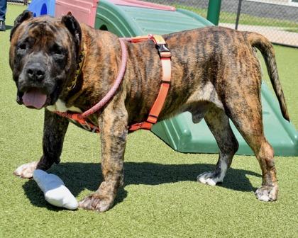 Big Handsome, Adoptable, Adult Male Mixed Breed & Mixed Breed.