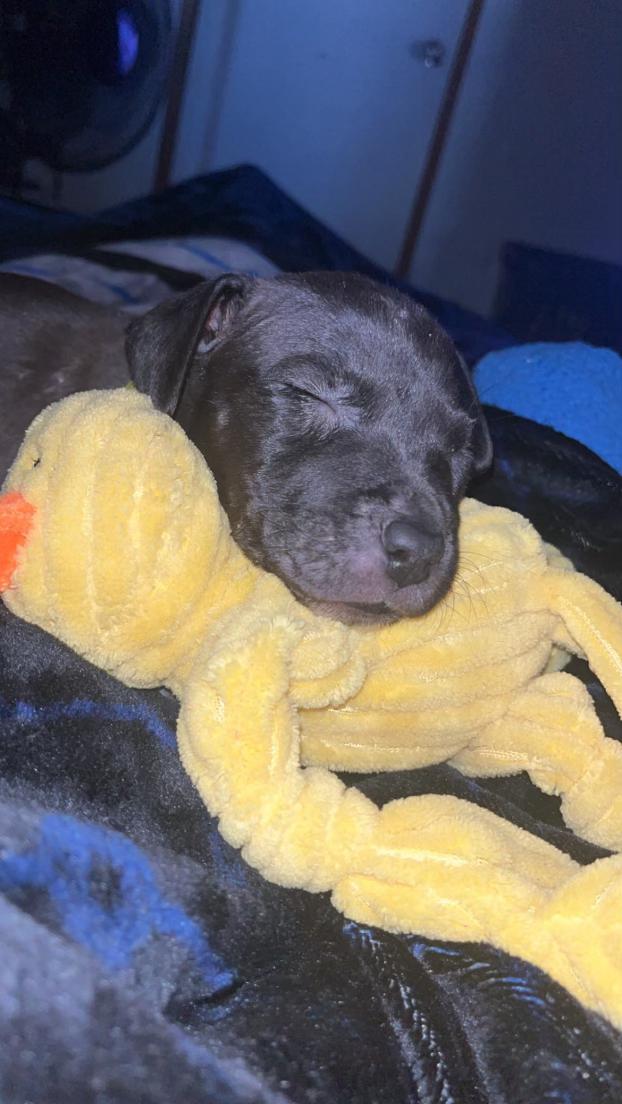 Dog for adoption Opal, an American Staffordshire Terrier Mix in Grand