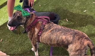 Nala, Adoptable, Young Female Plott Hound.