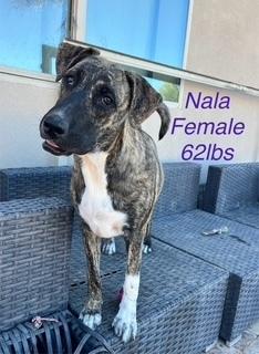 Enlarge Nala, a Adoptable mixed breed in Puerto Penasco, SON image 2/4