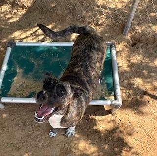 Enlarge Nala, a Adoptable mixed breed in Puerto Penasco, SON image 3/4