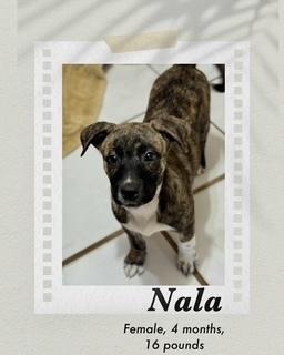 Enlarge Nala, a Adoptable mixed breed in Puerto Penasco, SON image 4/4
