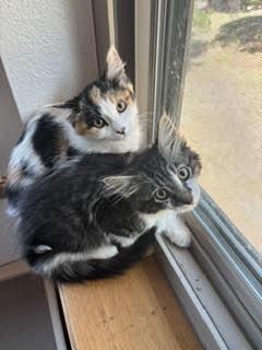 Fiona, Adoptable, Kitten Female Domestic Short Hair & Domestic Short Hair.