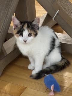 Enlarge Fiona, a Adoptable mixed breed in Divide, CO image 2/2