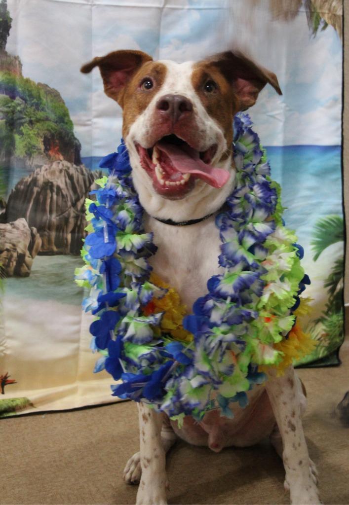 Polihale, Adopted, Adult Male Pit Bull Terrier & Mixed Breed.
