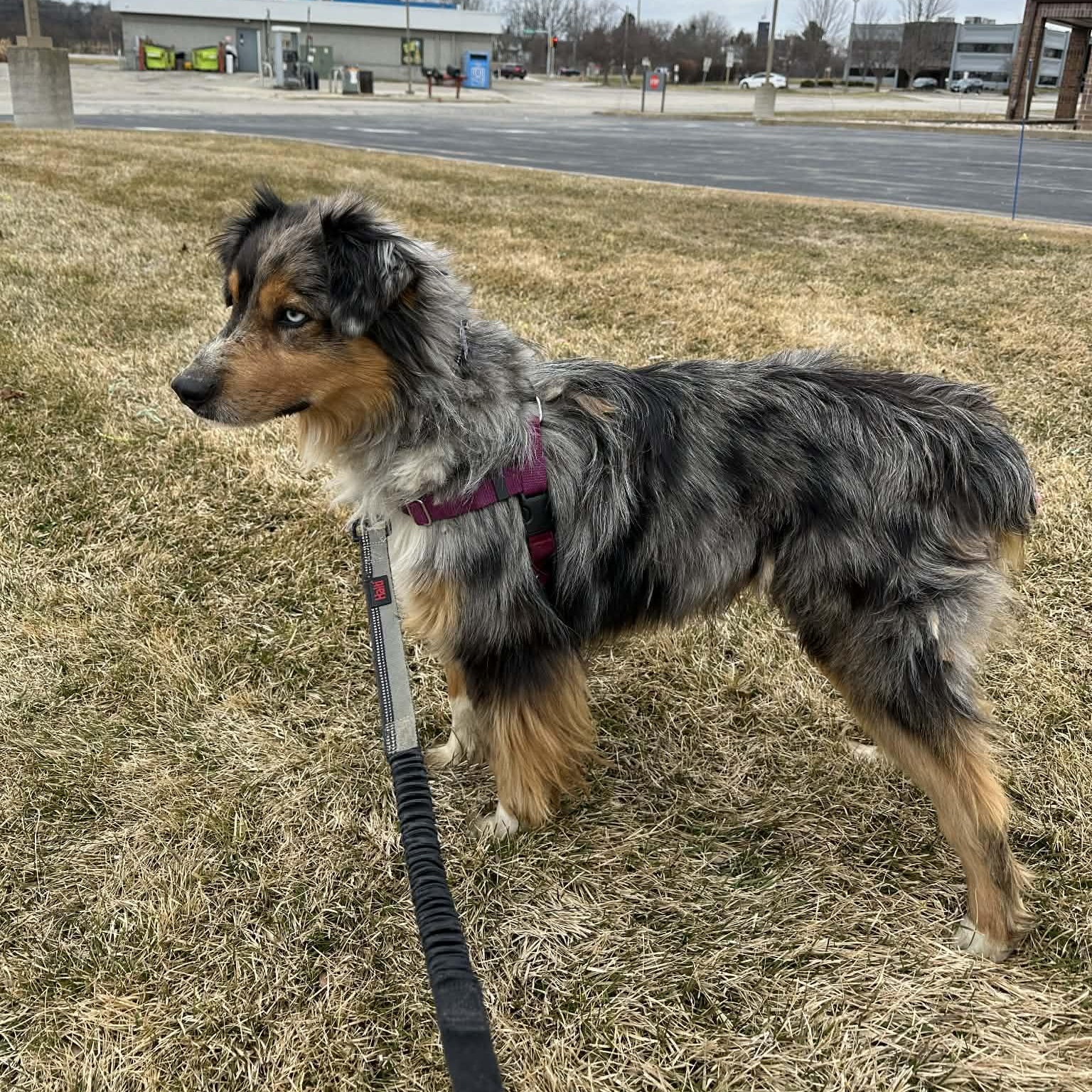 Enlarge Patches- Home Visit in Process, an adopted Australian Shepherd in Hartland, WI image 4/5