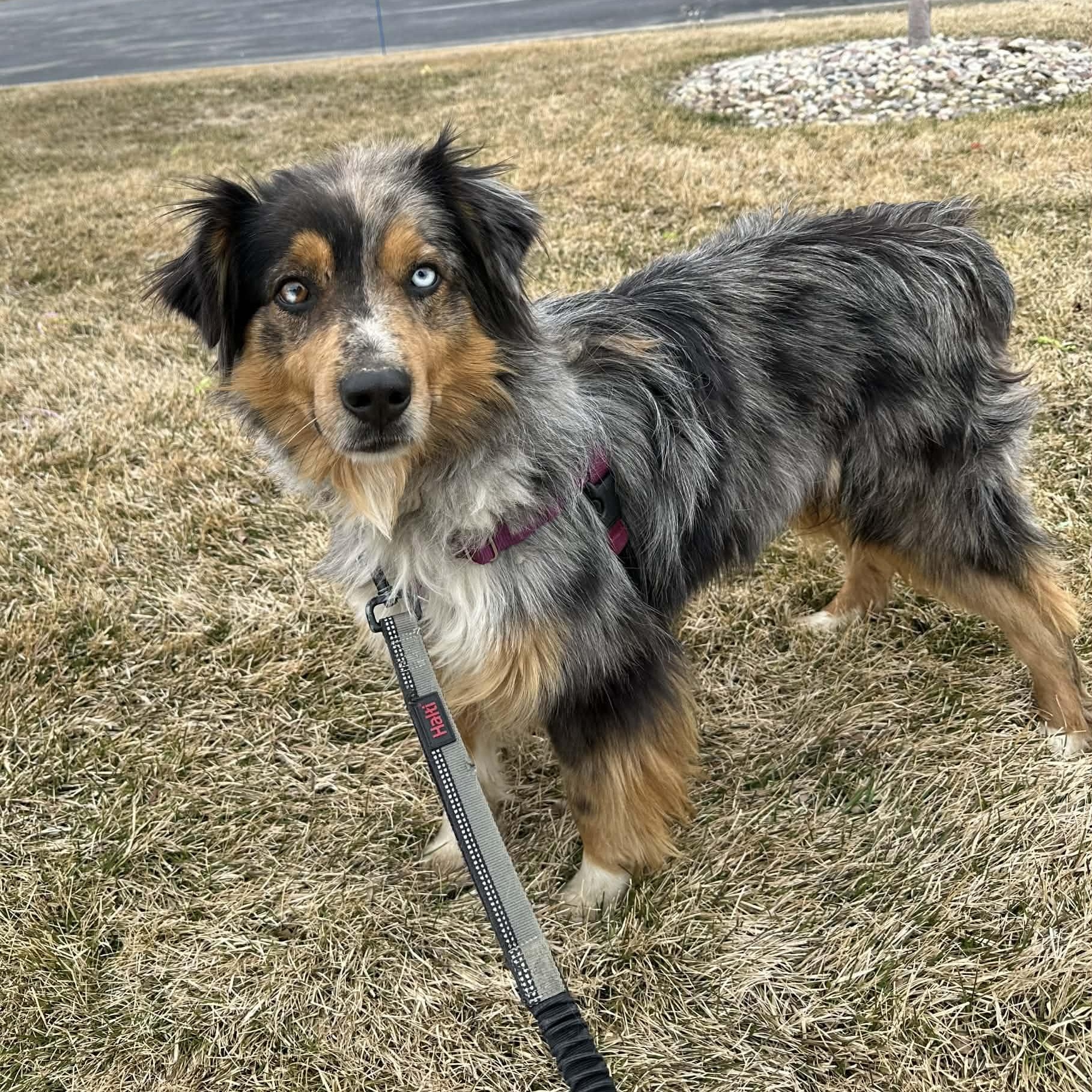 Enlarge Patches- Home Visit in Process, an adopted Australian Shepherd in Hartland, WI image 2/5