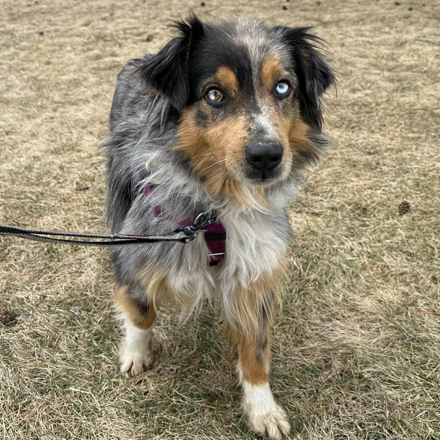 Enlarge Patches- Home Visit in Process, an adopted Australian Shepherd in Hartland, WI image 5/5