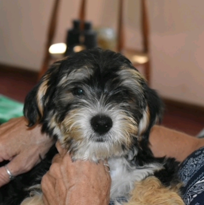 Otis (fostered near Manchester NH), a Adopted mixed breed in Woolwich, ME image 1/6