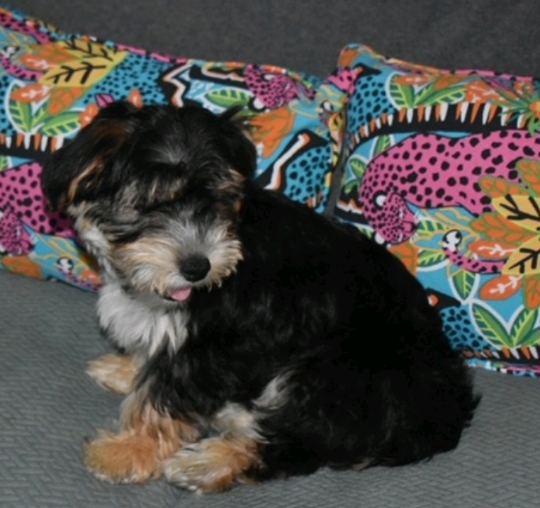 Otis (fostered near Manchester NH), a Adopted mixed breed in Woolwich, ME image 4/6