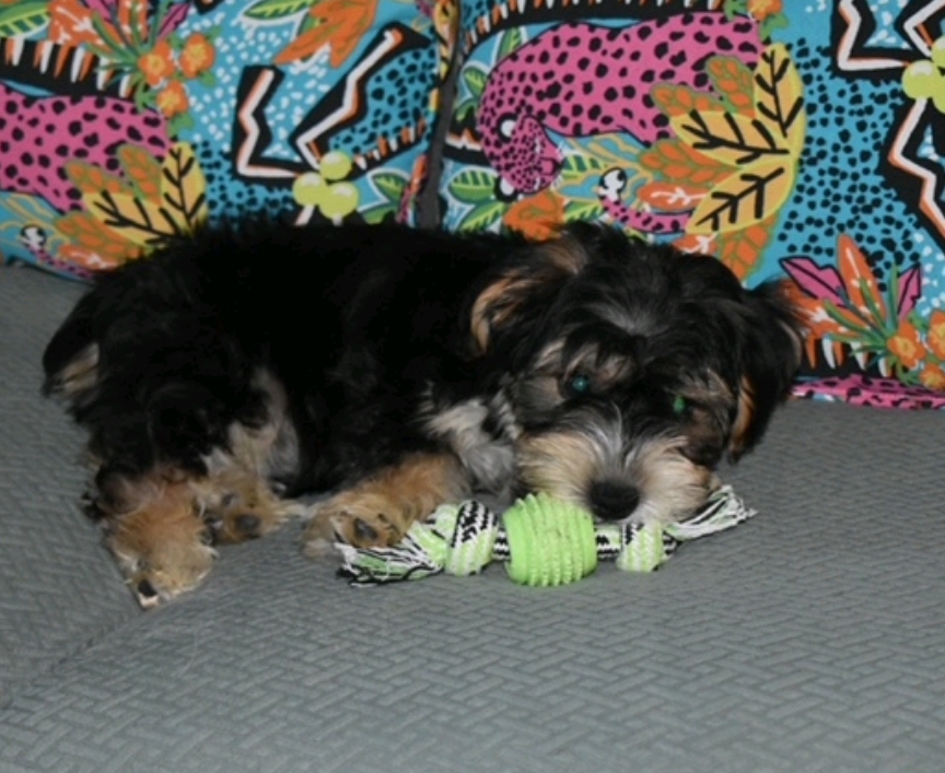 Otis (fostered near Manchester NH), a Adopted mixed breed in Woolwich, ME image 5/6