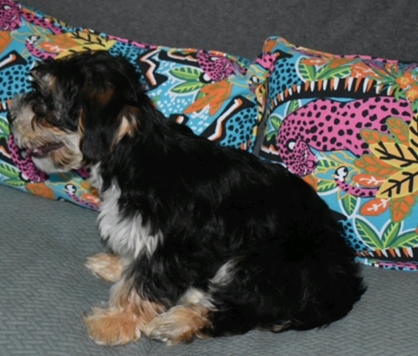 Otis (fostered near Manchester NH), a Adopted mixed breed in Woolwich, ME image 6/6