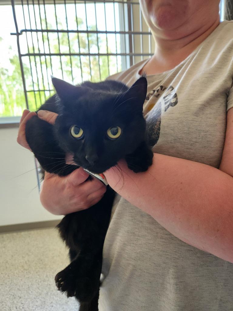 Chocolate, Adoptable, Adult Female Domestic Medium Hair.