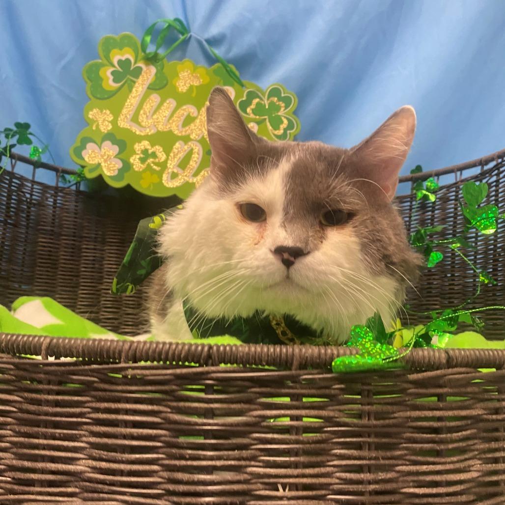 Angus, Adoptable, Adult Male Domestic Medium Hair.