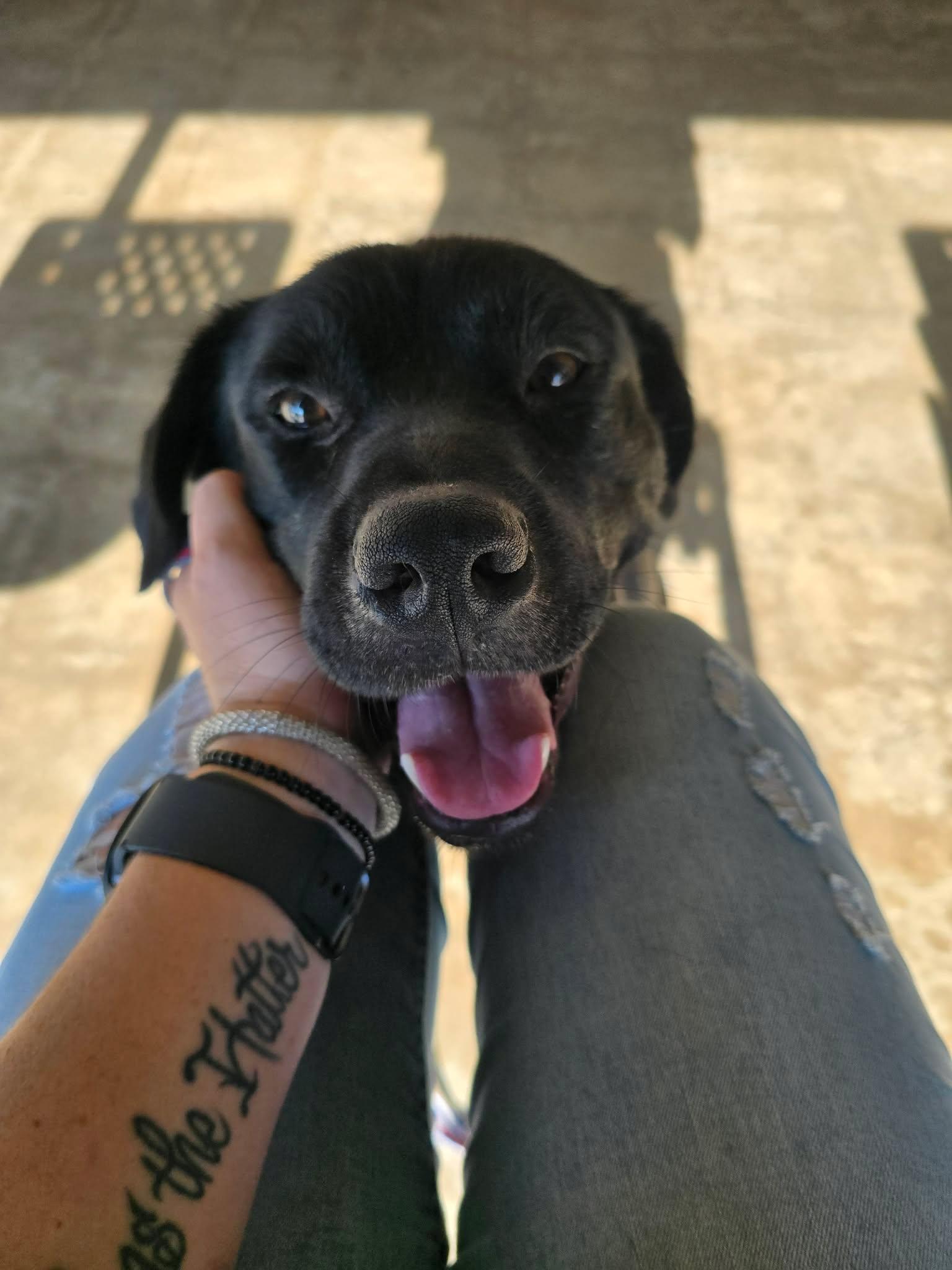 Enlarge Clover, a Adoptable mixed breed in Austin, AR image 2/5