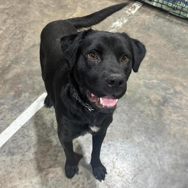 Clover, ADOPTABLE, Young Male Labrador Retriever.