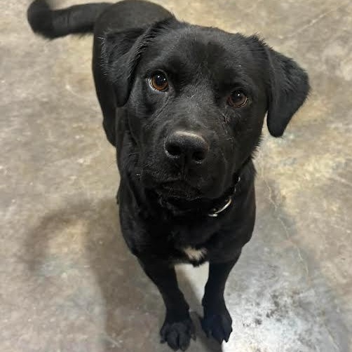 Clover, a ADOPTABLE mixed breed in Austin, AR image 2/3