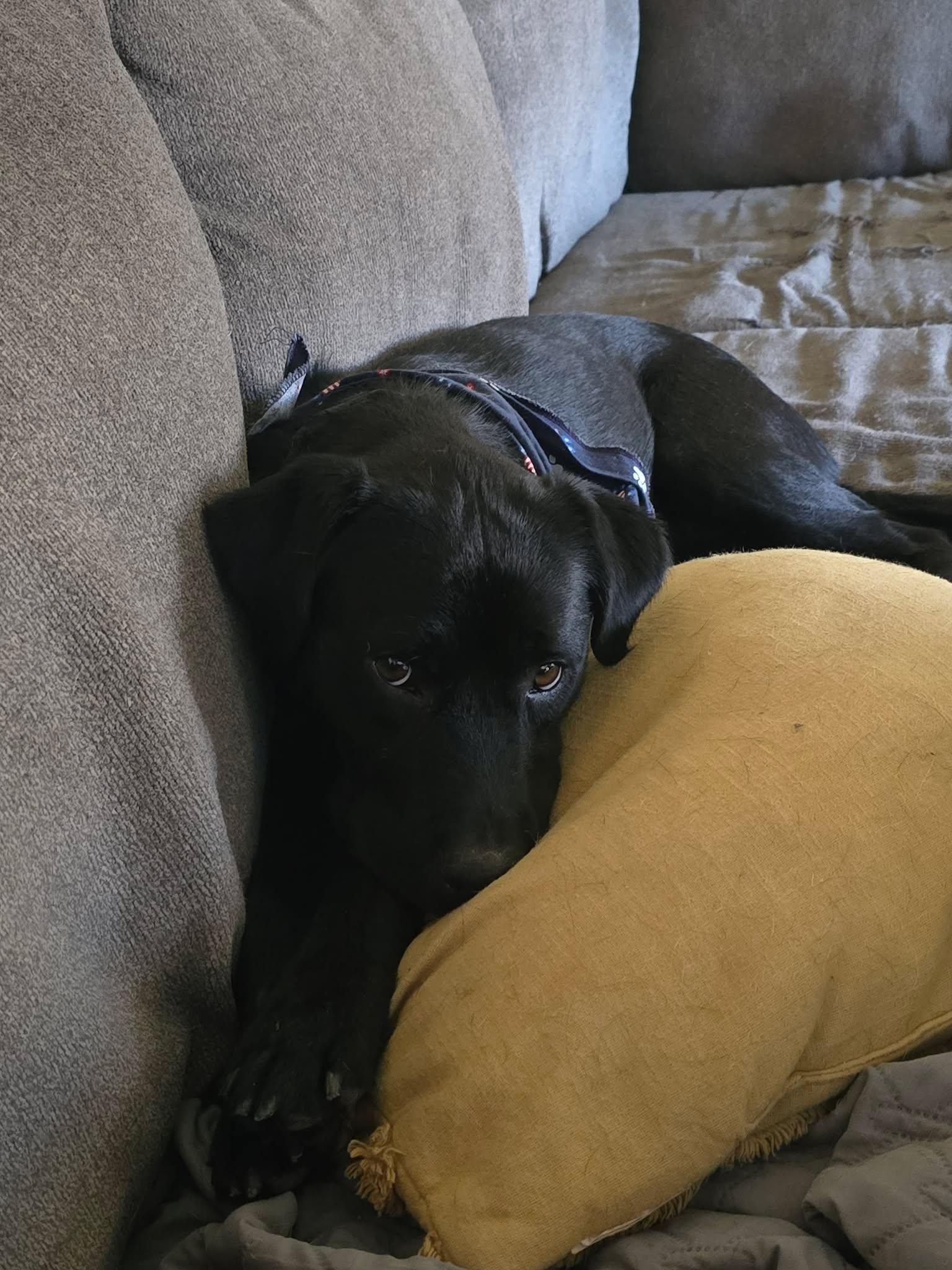 Enlarge Clover, a Adoptable mixed breed in Austin, AR image 5/5