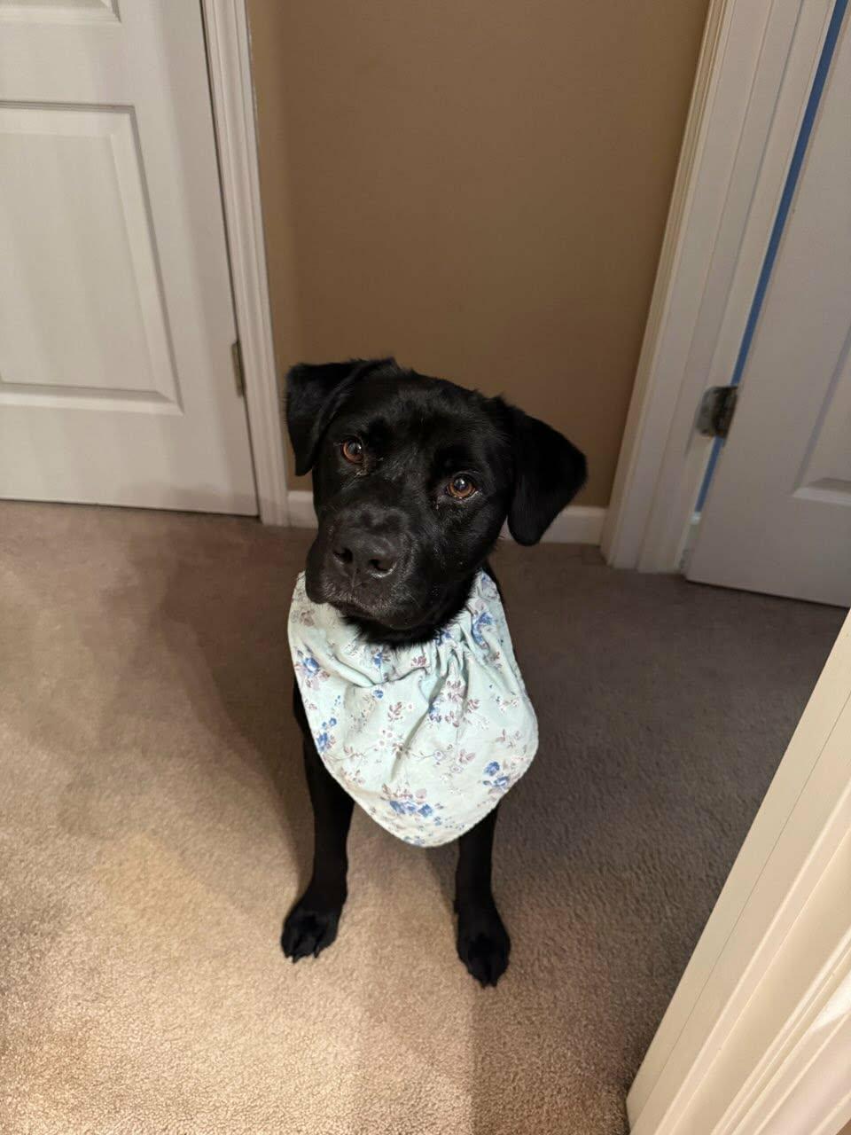 Enlarge Clover, a Adoptable mixed breed in Austin, AR image 1/5
