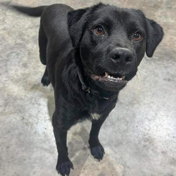 Clover, a ADOPTABLE mixed breed in Austin, AR image 3/3
