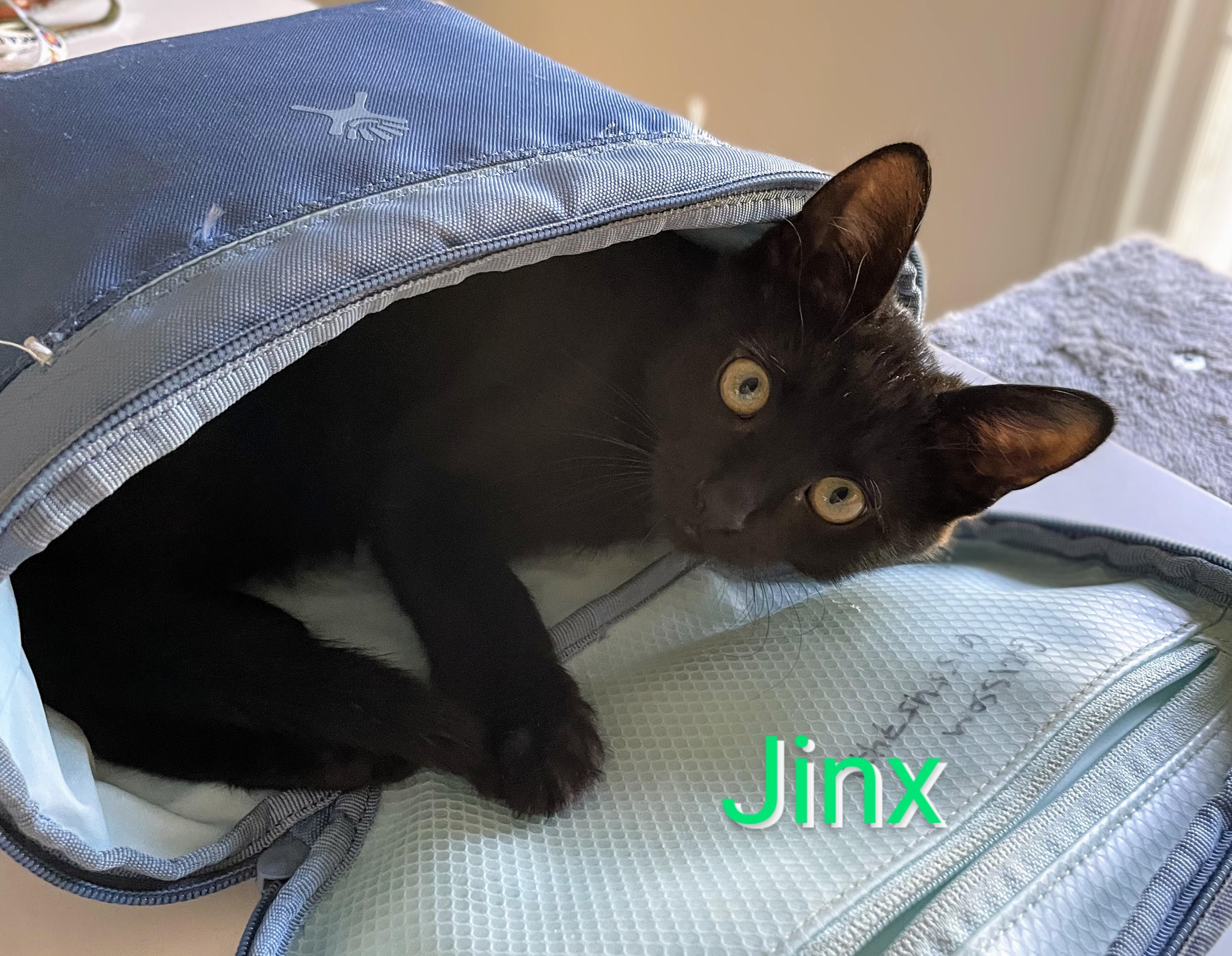 Baby Jinx, adopted, Kitten Male American Shorthair.