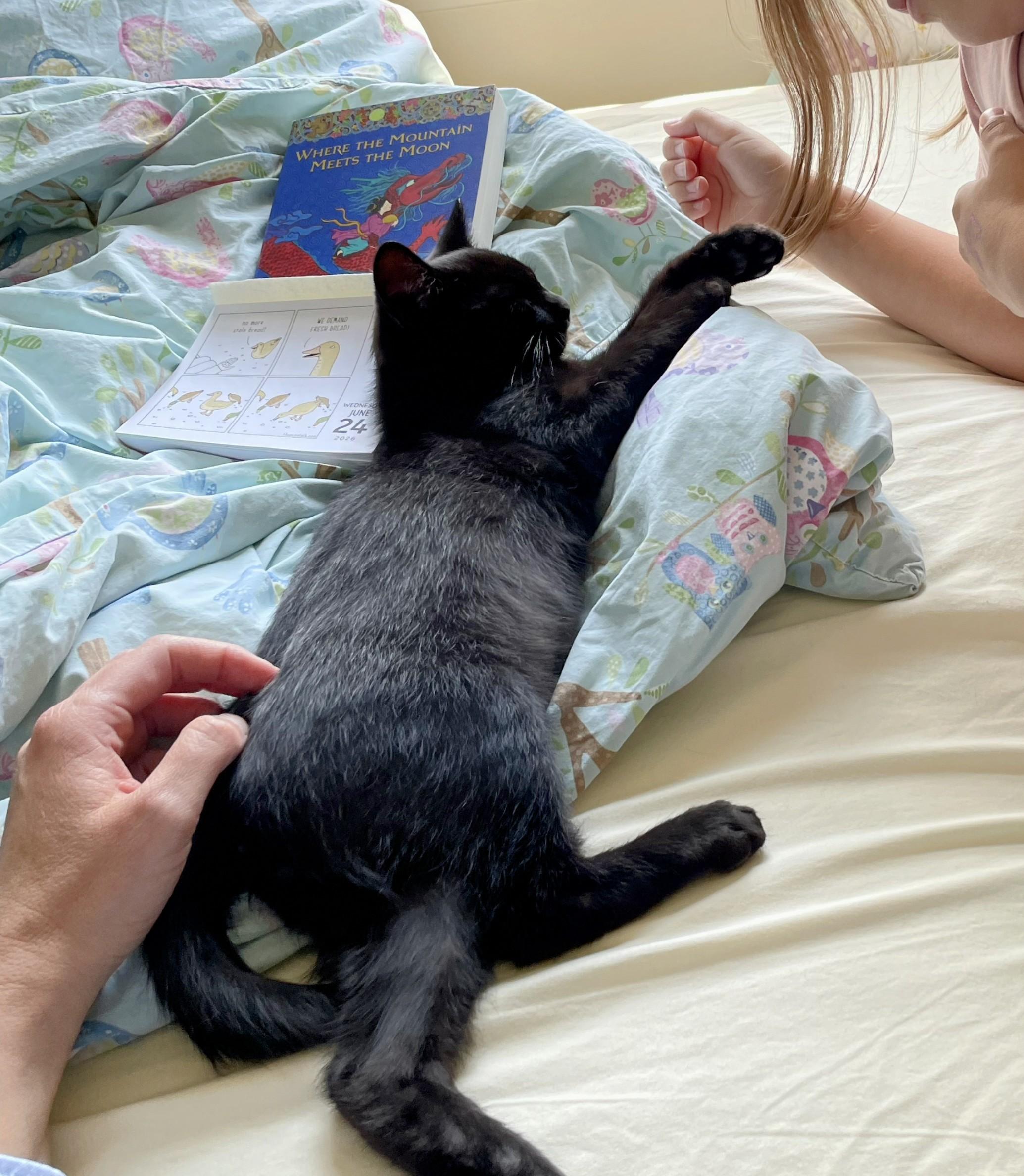 Enlarge Baby Jinx, an adopted American Shorthair in Cleveland, OH image 4/4