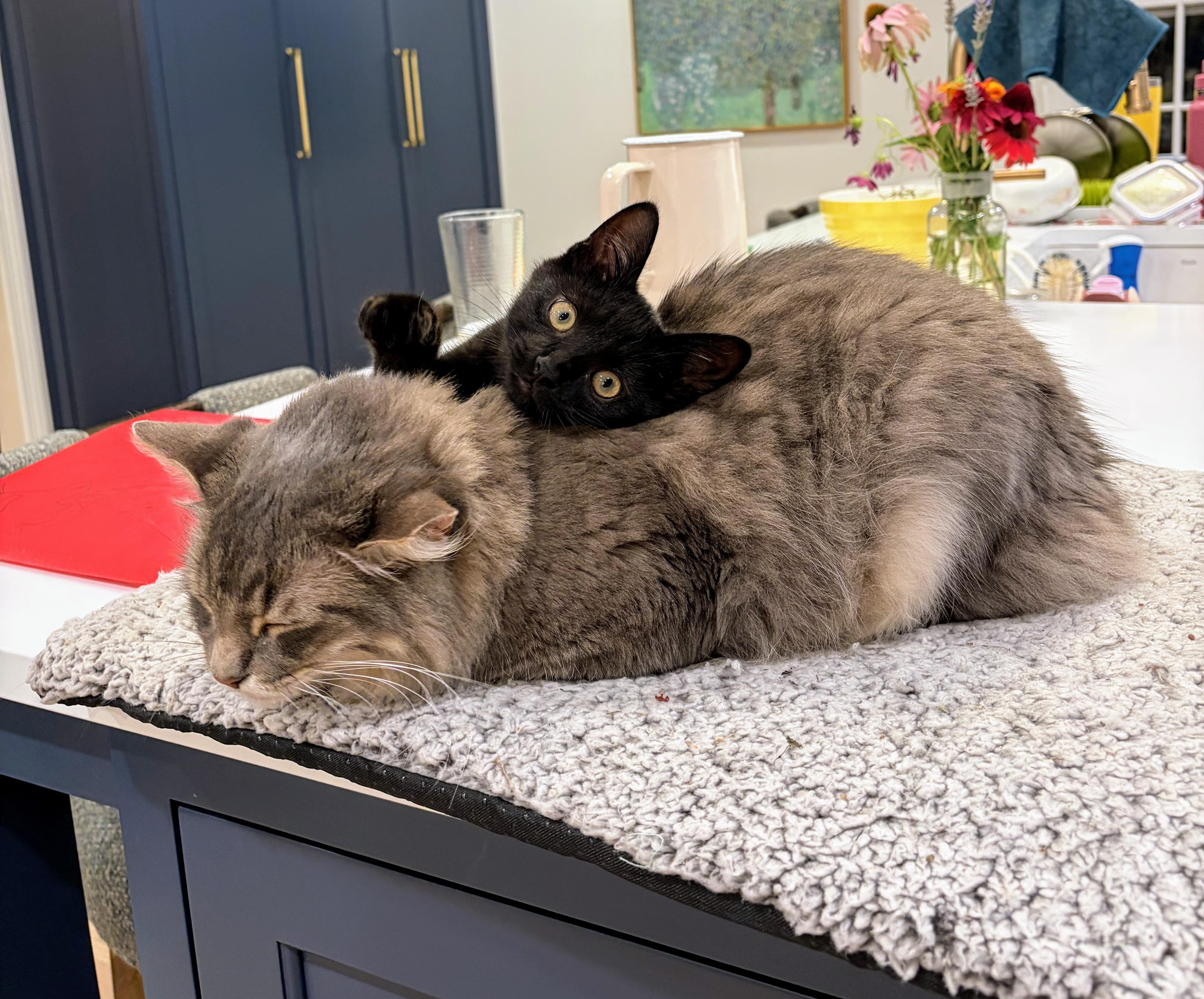 Enlarge Baby Jinx, an adopted American Shorthair in Cleveland, OH image 2/4