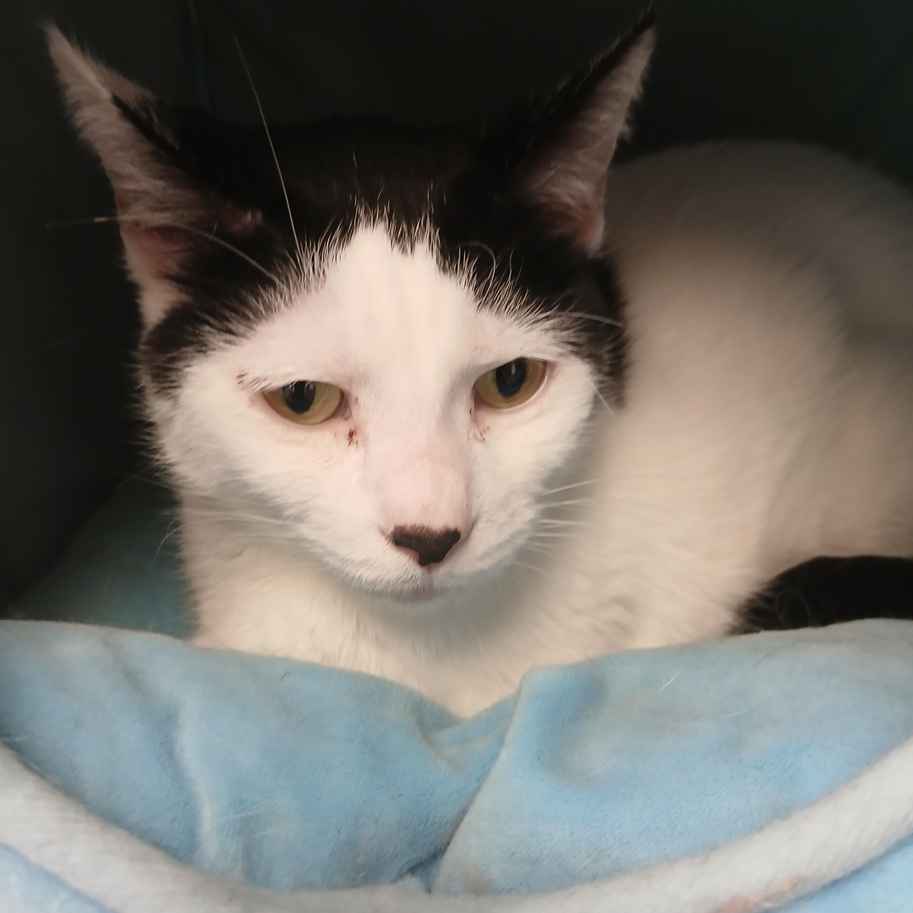 Bessie, a Adoptable Domestic Short Hair in Kenosha, WI image 2/4