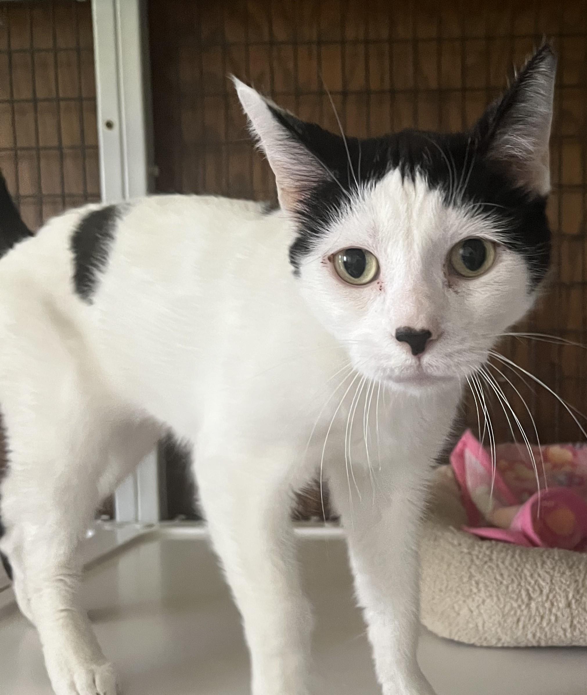 Bessie, a Adoptable Domestic Short Hair in Kenosha, WI image 1/4