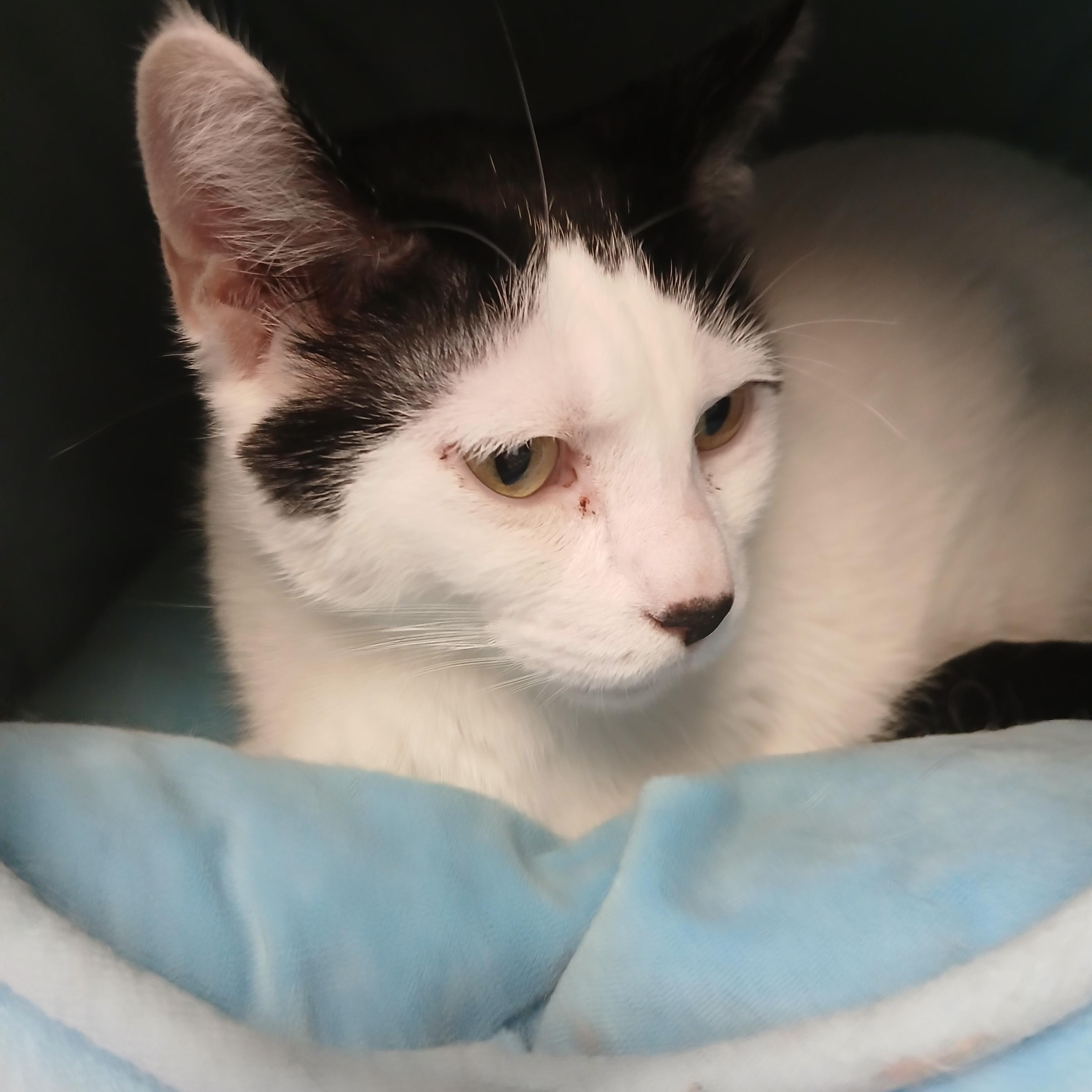 Bessie, a Adoptable Domestic Short Hair in Kenosha, WI image 3/4