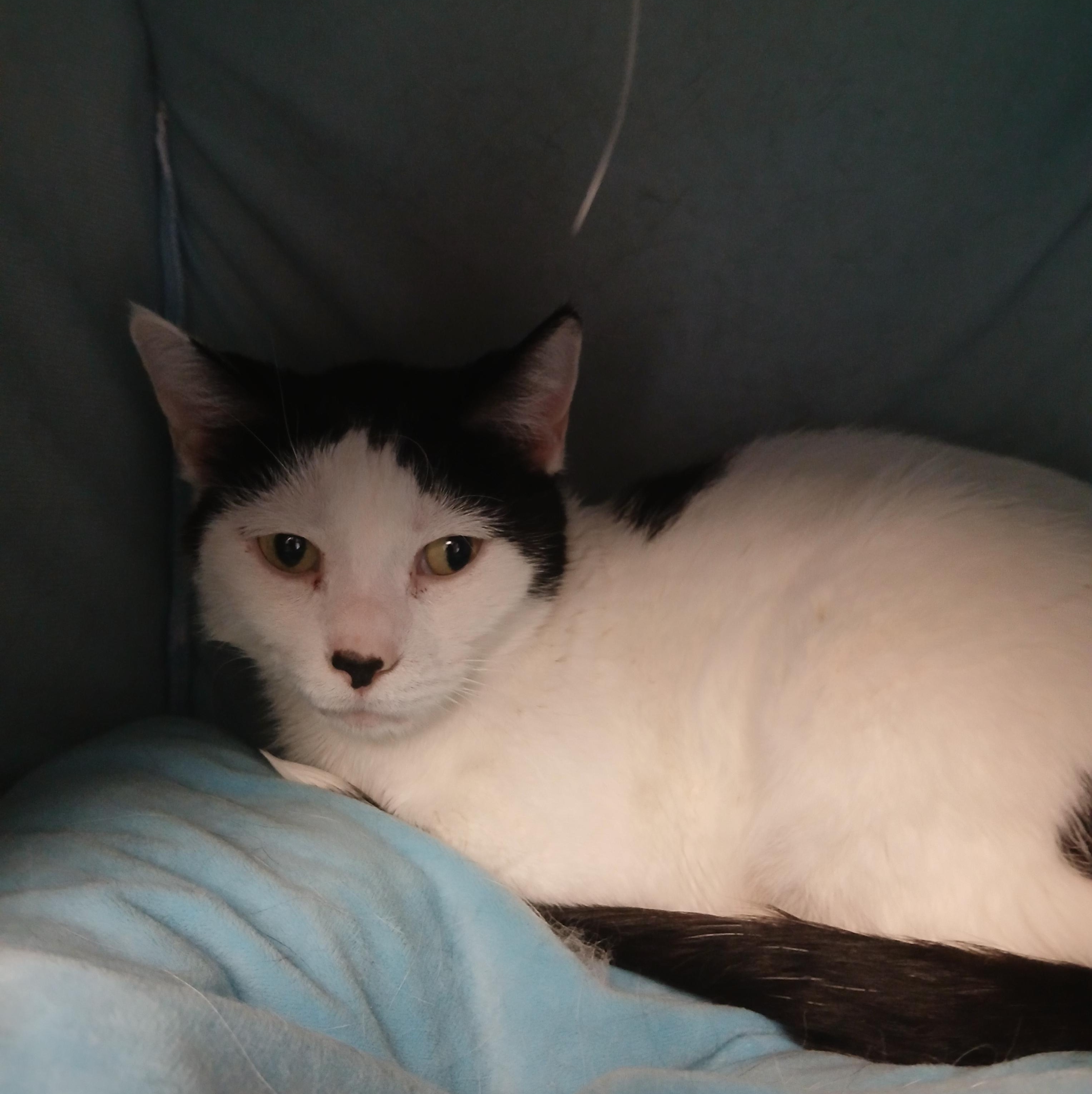 Bessie, a Adoptable Domestic Short Hair in Kenosha, WI image 4/4