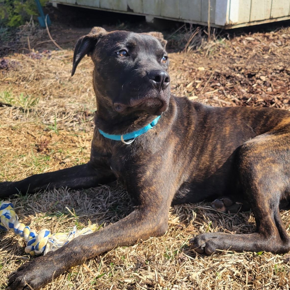 Clyde, a ADOPTABLE mixed breed in Brentwood, TN image 3/3