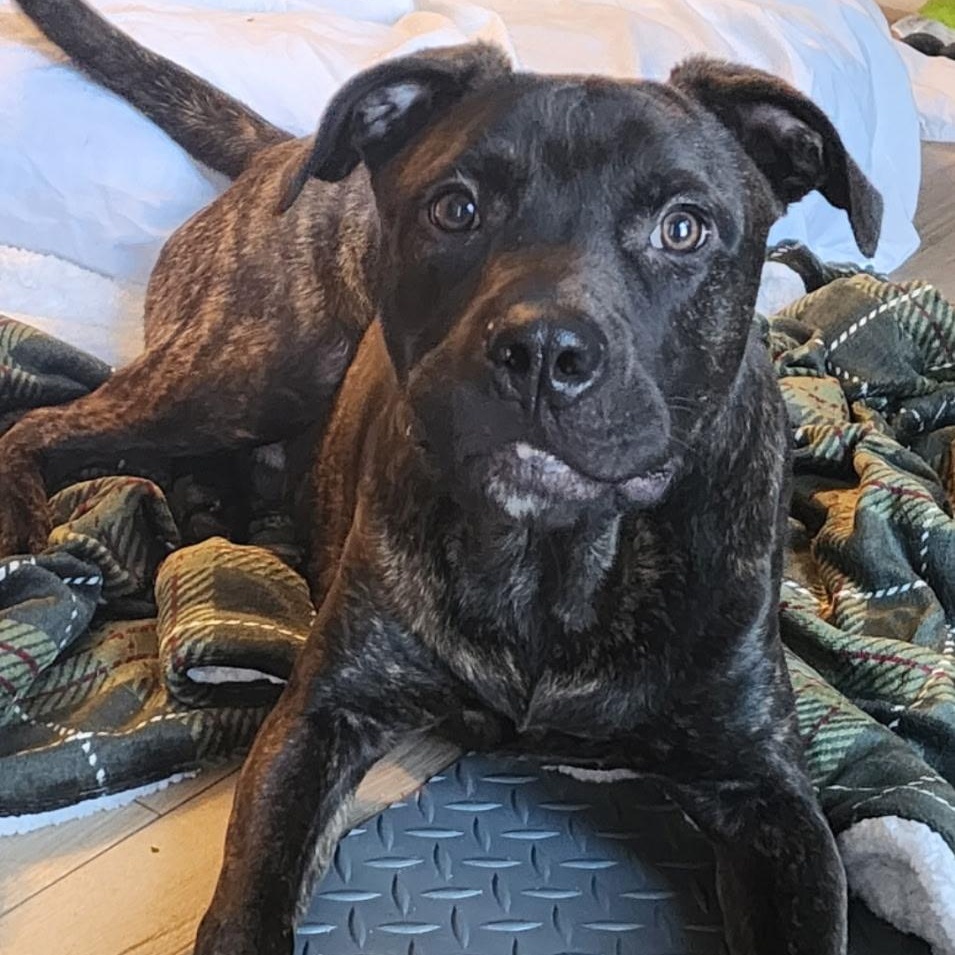 Clyde, ADOPTABLE, Young Male Staffordshire Bull Terrier.