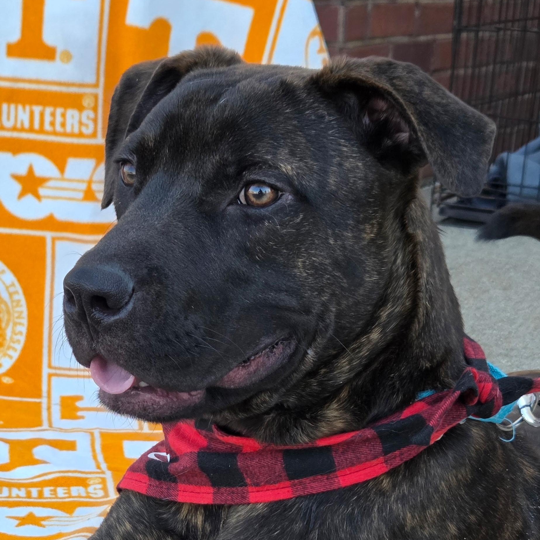 Enlarge Clyde, an adopted mixed breed in Brentwood, TN image 3/3