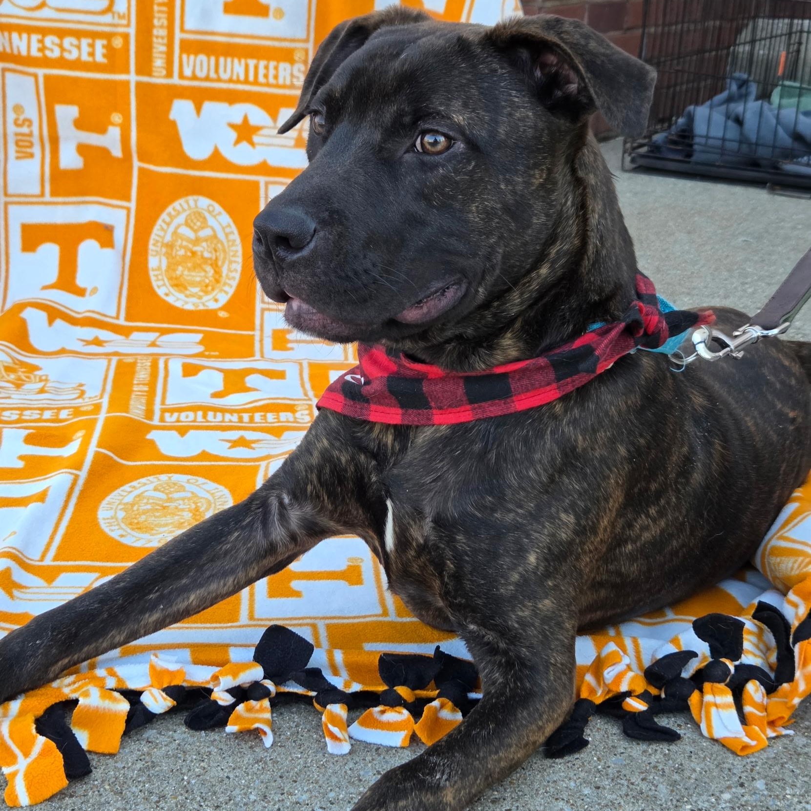 Enlarge Clyde, an adopted mixed breed in Brentwood, TN image 2/3