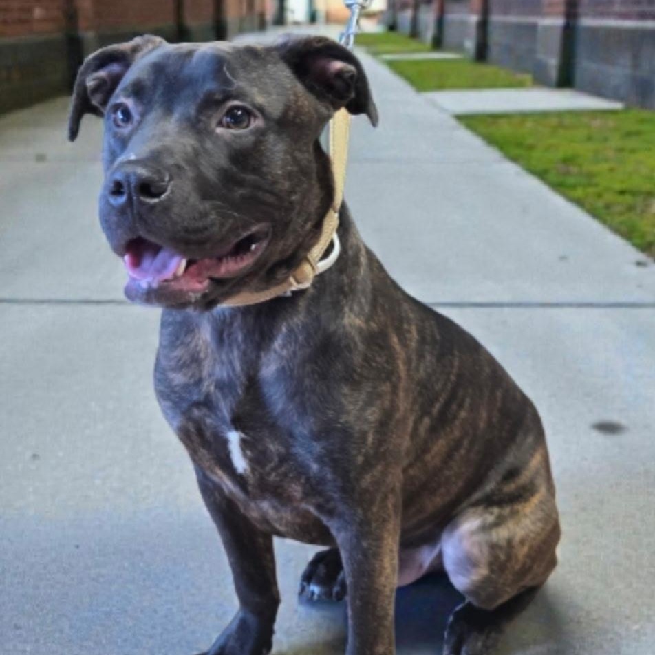 Clyde, ADOPTABLE, Young Male Staffordshire Bull Terrier.